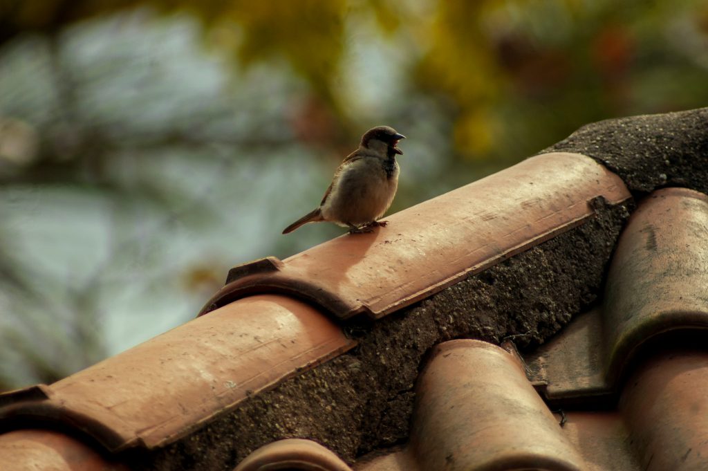 roofing-maintenance-hacks-for-autumn-in-the-uk